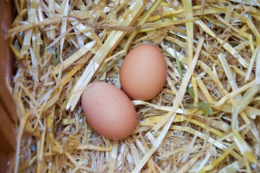 Eggs for baby puree