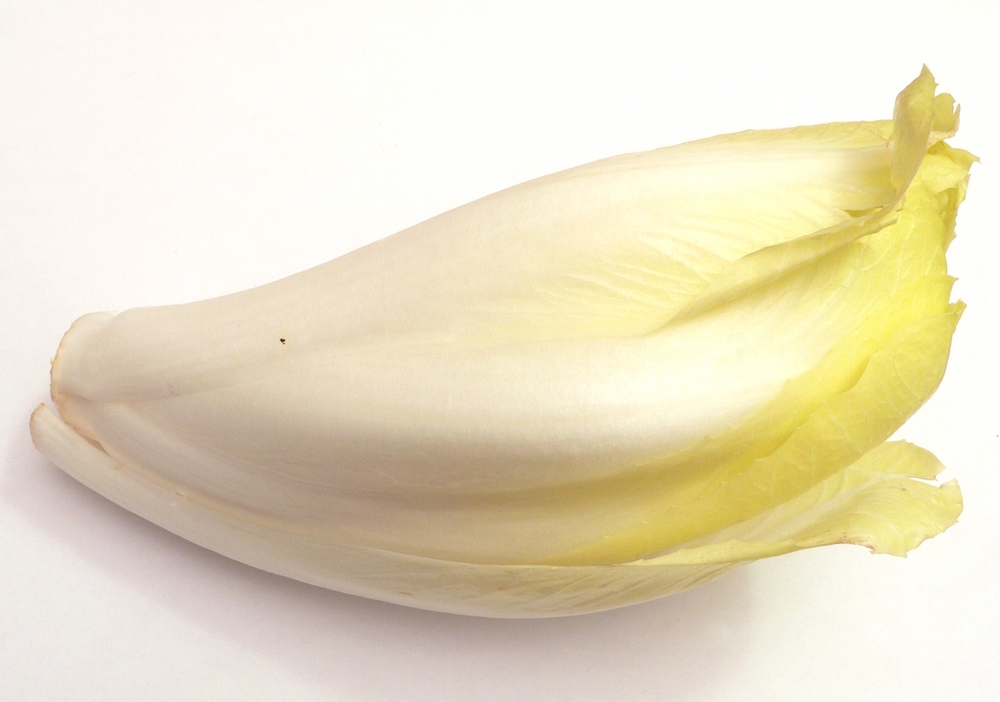 Endive (6 mois)