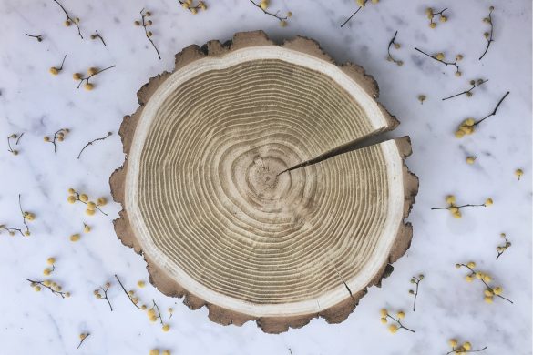 Knieja wood - Rondin de bois en acacia