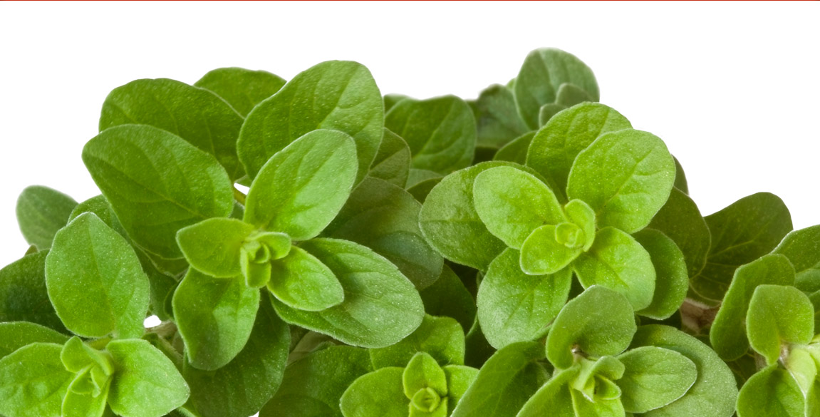 Origan pour bébé Dès 8 mois Cooking for my baby